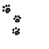ねこアイコン
